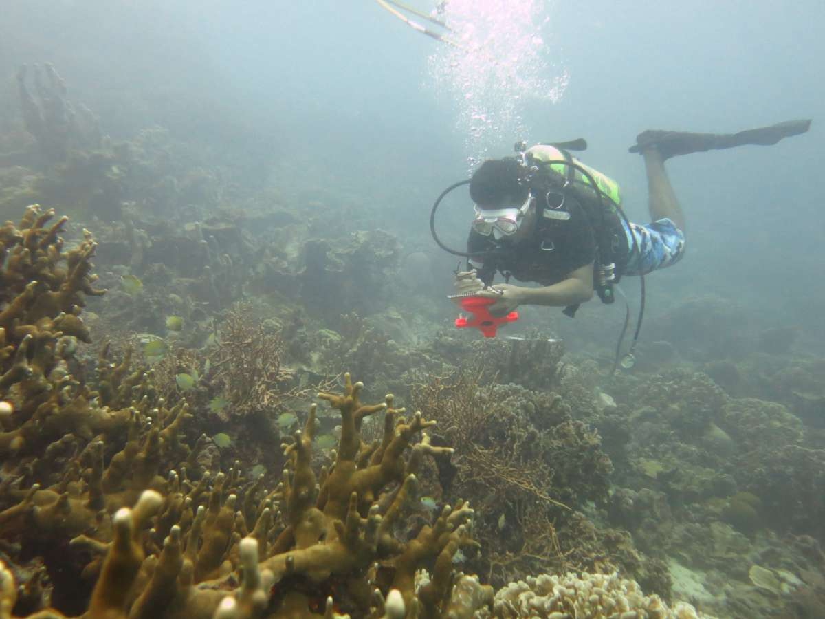Aksi Transplantasi Terumbu Karang di Pulau Bontosua Pangkep