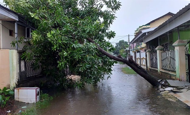 Pohon mangga tumbang