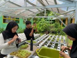 Pembibitan dan Panen Sayuran Hidroponik oleh Tim Divisi Lingkungan Hidup OSIS SMAN 2 Enrekang