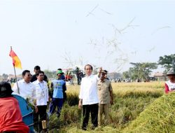 Panen Raya di Subang, Presiden Harap Tambah Cadangan Beras