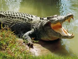 Nyaris Mati, Petani ini Lolos Karena Balik Mengigit Buaya