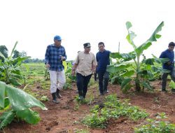 Empat Bulan Lagi Pisang Cavendish di Bone Panen