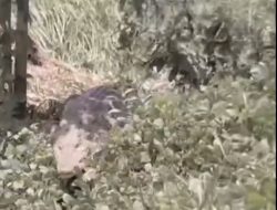 Tiga Ekor Buaya dan 42 Telur Ditemukan di Anak Sungai Tello