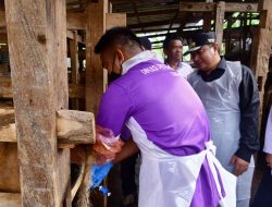 Pj Gubernur Sulsel Suntikkan Sperma Sapi Simental ke Ternak Warga