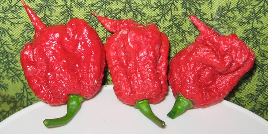 Cabai terpedas