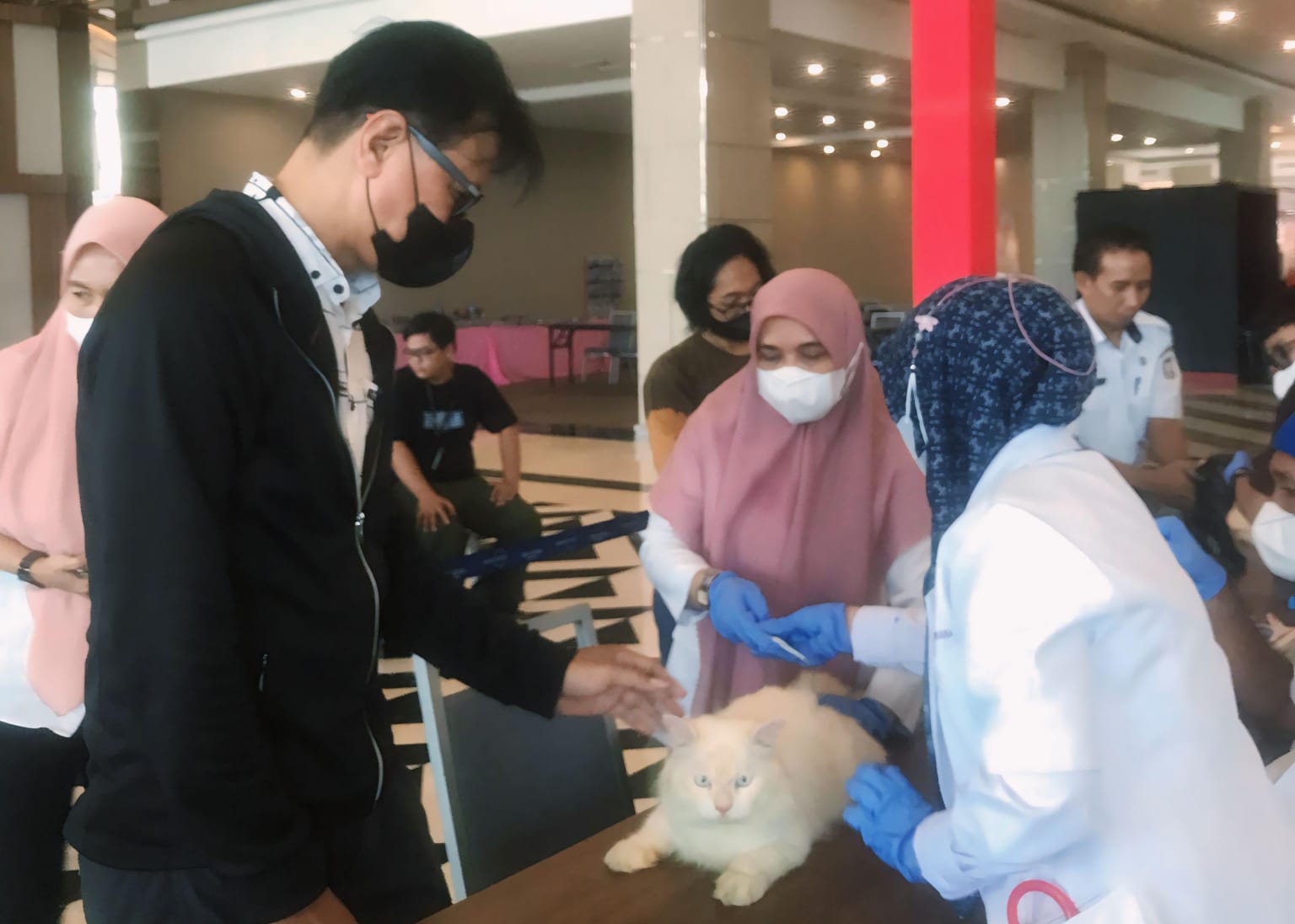 Kabar Gembira Bagi Pencinta Kucing, MPC Community dan Dinas Perikanan dan Pertanian Makassar Adakan Vaksinasi Gratis