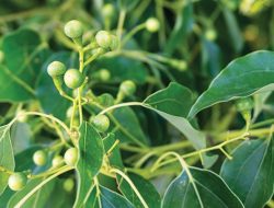 Disebutkan Al-Quran, Ternyata Tanaman ini Berasal dari Indonesia