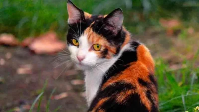 Sebuah Sketsa: PERLAWANAN MEONG KARELLA