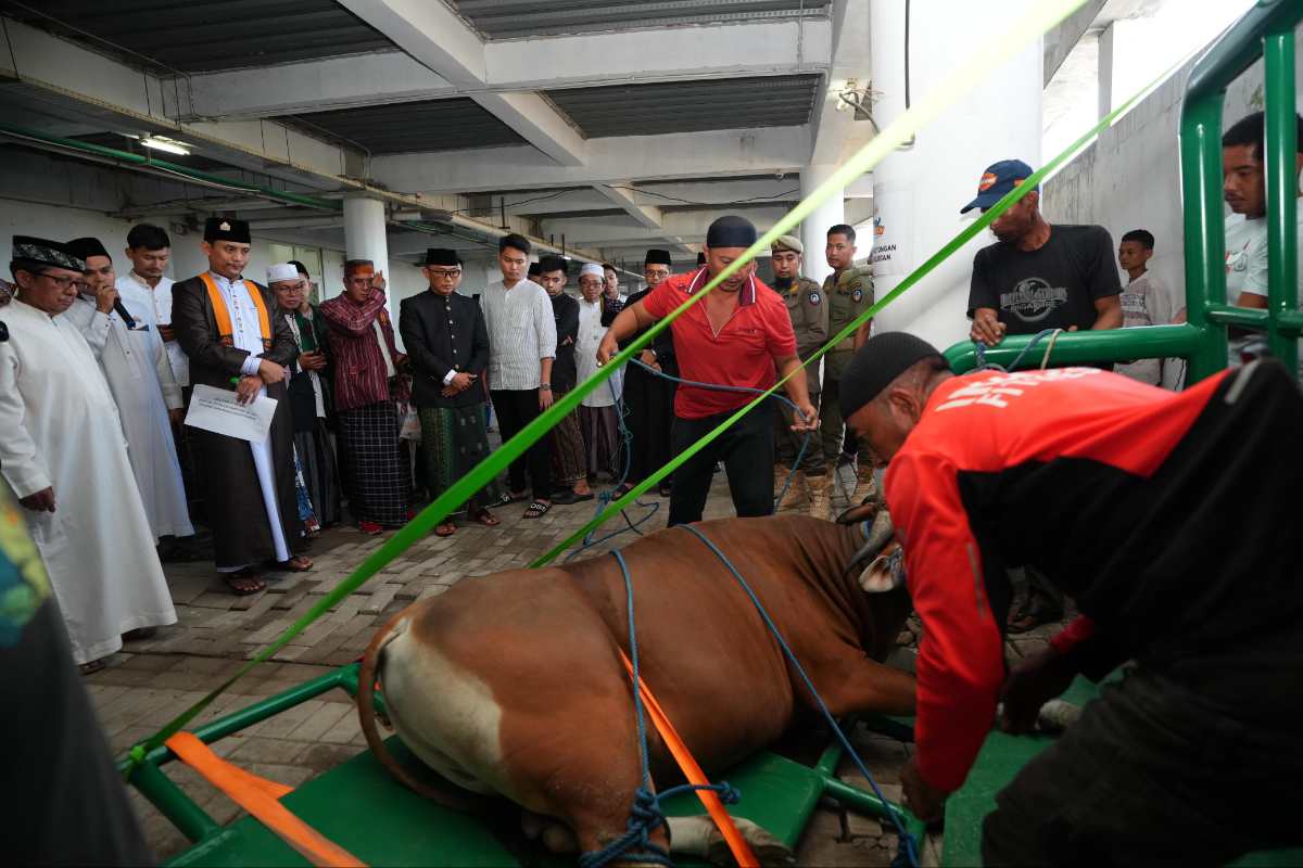 Prof Zudan Arif Fakrulloh saksikan pemotongan hewan kurban di Masjid Kubah 99 Asmaul Husna