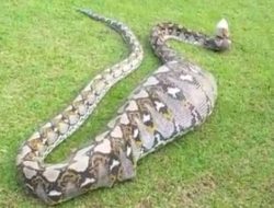 Wanita di Sidrap Tewas Ditelan Ular Piton