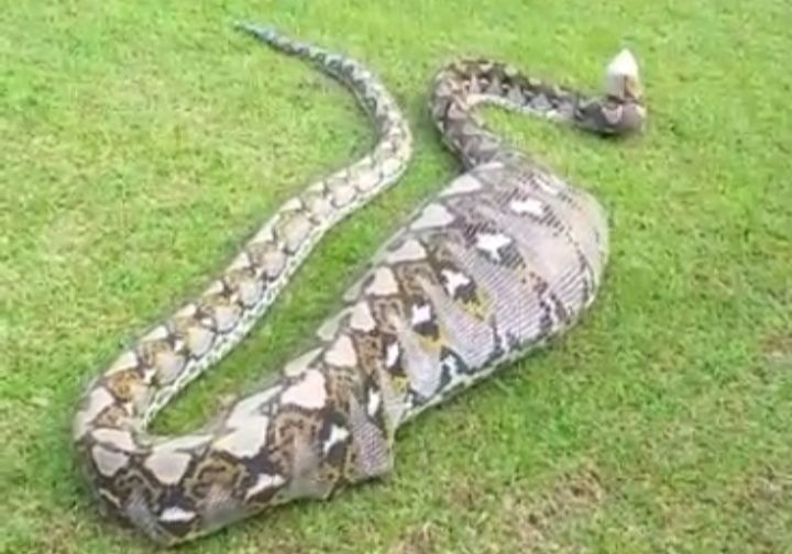 Ular piton telah memangsa (ilustrasi)