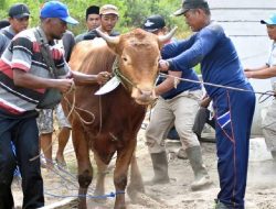 Apakah Panitia Berhak Mendapatkan Daging Hewan Kurban? Ini Jawabannya
