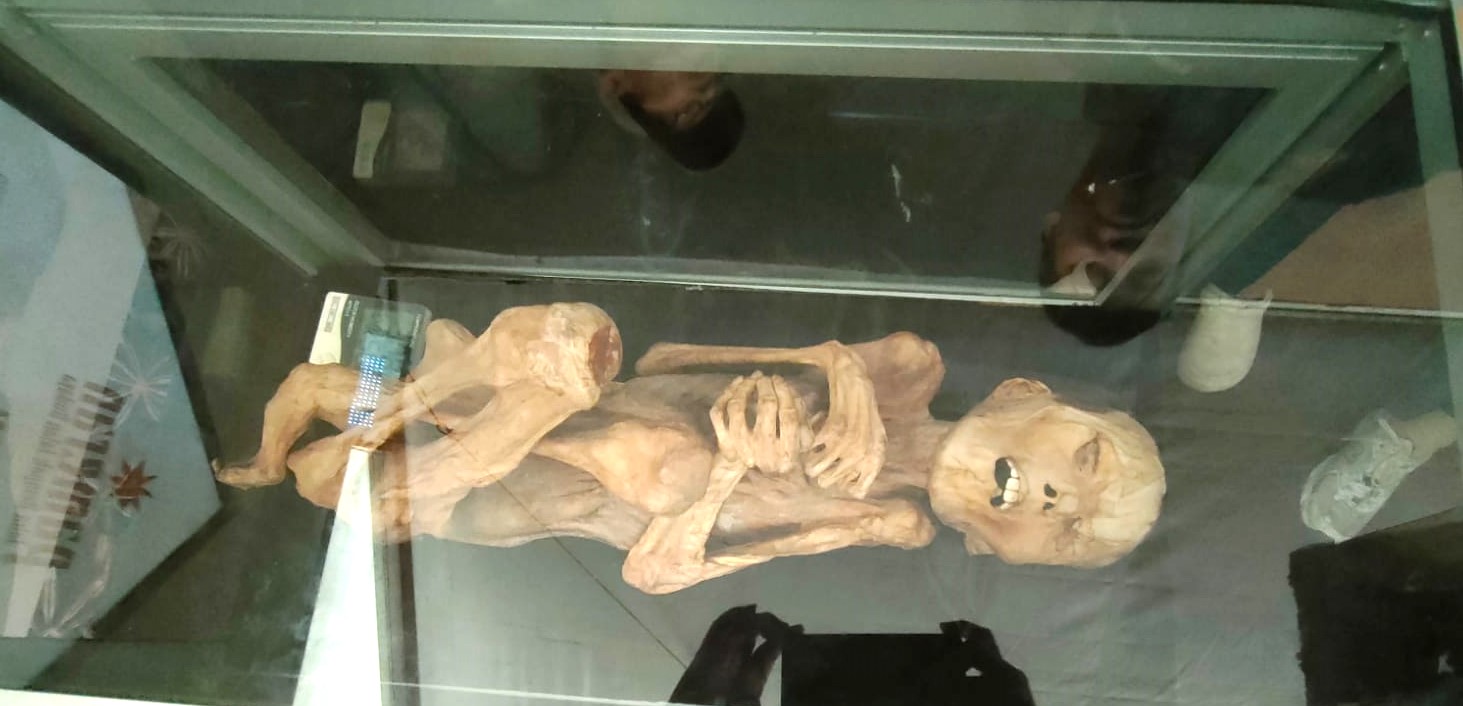 Mumi Mamasa yang berusia ratusan tahun di Balai Pelestarian Kebudayaan Wilayah XIX Sulsel di Ford Rotterdam, Makassar, yang dipamerkan di Unhas, 19 s.s.d22 Agustus 2024. (Foto: Corong Rakyat/MDA).