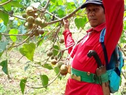 Abdillah M.Saleh,S.Pd. Lepas Sertifikasi Demi Hutan Lestari