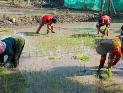 Mahasiswa KKN-T Gelombang 113 Unhas Ikut Tanam Padi di Desa Turatea Timur