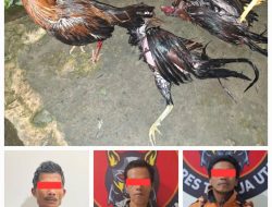 Sempat Melawan, Pelaku Judi Sabung Ayam di Torut Diamankan Petugas