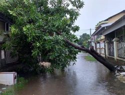 Pohon Tumbang di Perumahan Bumi Pallangga Mas 1 Gowa