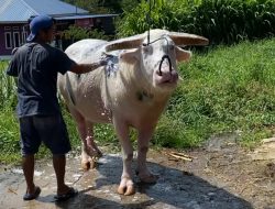 Tedong Bonga Toraja Tercatat Sebagai KIK Sumber Daya Genetik
