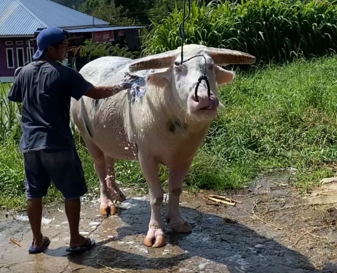 Tedong bonga
