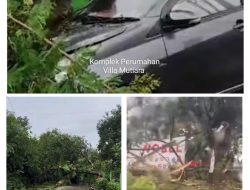 Pohon Tumbang di Makassar Akibat Cuaca Ekstrem