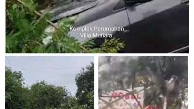 Pohon Tumbang di Makassar Akibat Cuaca Ekstrem