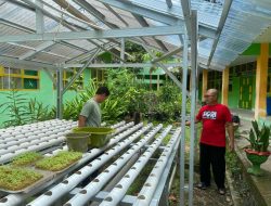Tanam Kembali Sayuran Hidroponik di SMAN 2 Enrekang
