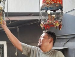 Emil Yudianto, Profil Camat Pelestari Perkutut.