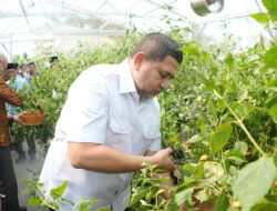 Wali Kota Makassar Panen Cabai Rawit di Pesantren Gombara