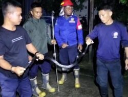 Damkar Polman Evakuasi Ular Hitam di Permukiman Warga