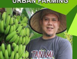 MAKASSAR URBAN FARMING