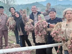 Gubernur Kaltara Kunjungi Perkebunan Bawang di Sossok Enrekang