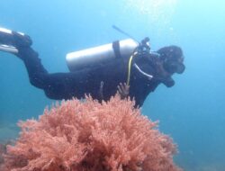 KLHK-Unhas Kolaborasi Inventarisasi Terumbu Karang Indonesia di Bima
