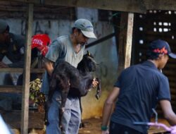Berdiri 48 Tahun, Lapak Kambing di Jalan Lamuru Akhirnya Ditertibkan