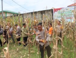 Polres Torut Panen Raya Jagung