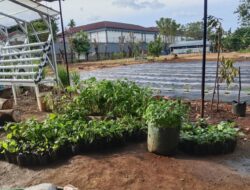 Kegiatan Penanaman Cabe, Tomat, dan Timun di Lapas Kelas I Makassar