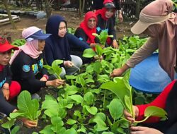 Gerakan Kader PKK Tamalate: Senam Bersama, Panen Sawi, Hingga Buka Market Day Anak Kreatif!