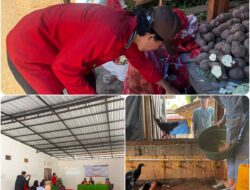 Limbah Pasar Jadi “Emas Hijau”: Ayam Kampung Alope UNHAS-1 Tambah Gacor Berkat Inovasi Mahasiswa UNHAS