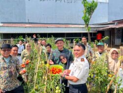 Menggembirakan, Kebun Asimilasi dan Edukasi Lapas Kelas I Makassar Panen Tomat