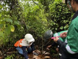 Mahasiswa Kehutanan Unhas & Tim Biodeversity PT. Indra Pratama Wasuponda Lakukan Penyulaman Tanaman 