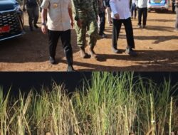 Dukung Ketahanan Pangan, Wakil Bupati Takalar Hadiri Panen Raya Tebu TNI