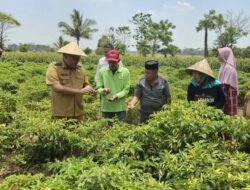 Bupati Takalar Panen Cabai, Pastikan Petani Sudah Balik Modal